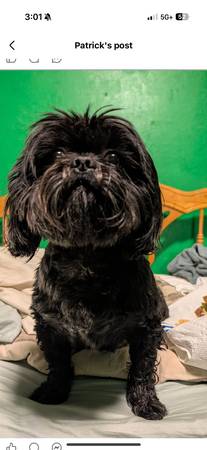 Lost Dog in Parlier