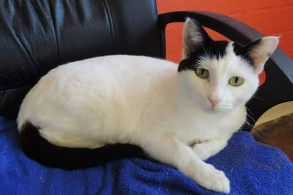 Lost Cat in Scottsdale