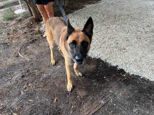 Found dog