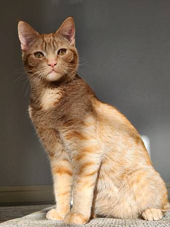 Lost cat