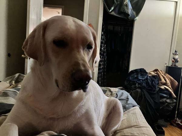 Lost dog