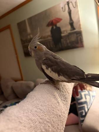 Lost Bird in Lorain