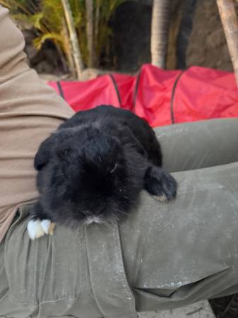 Lost Rabbit in Hawaii Kai