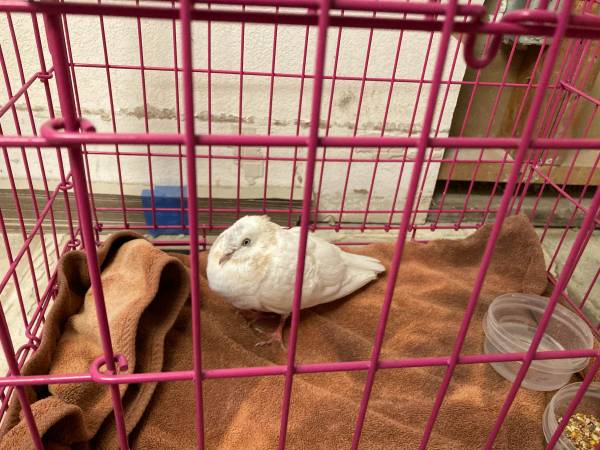Found bird