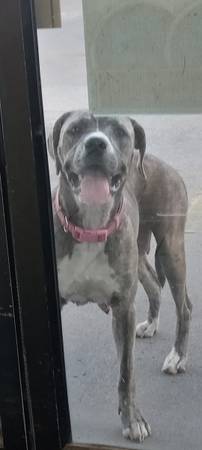 Lost dog