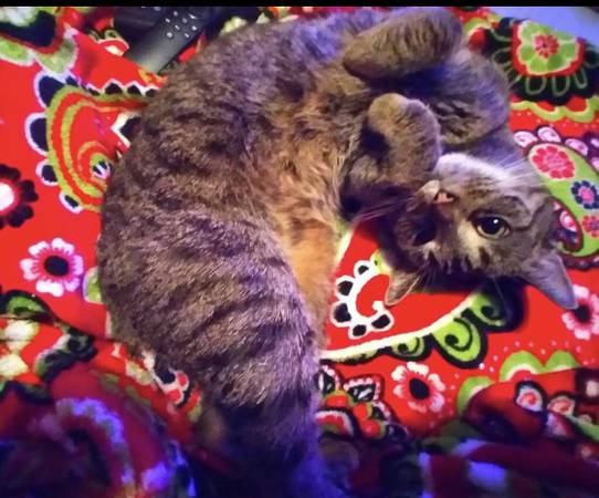 Lost Cat in Ontario