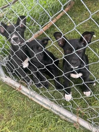 Found dog