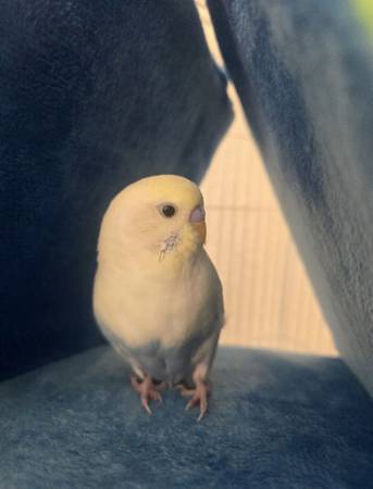 Lost bird