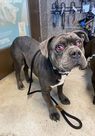 Found Dog in Eugene
