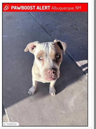Lost dog