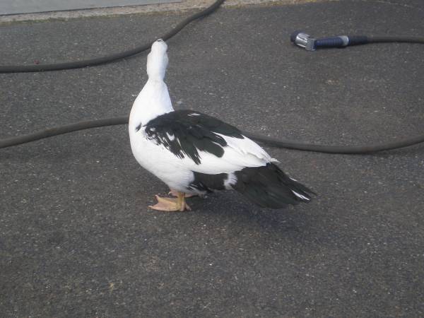 Found Bird in Islip