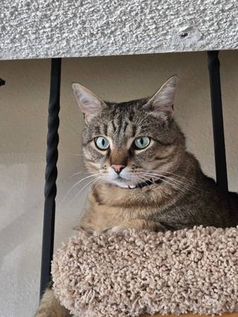 Lost Cat in East Hill