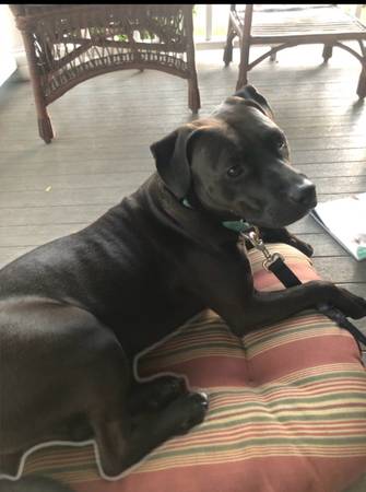 Lost dog