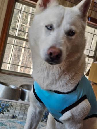 Lost dog