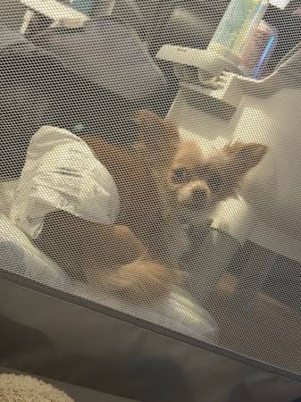 Lost dog