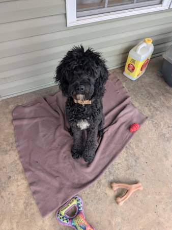 Found dog