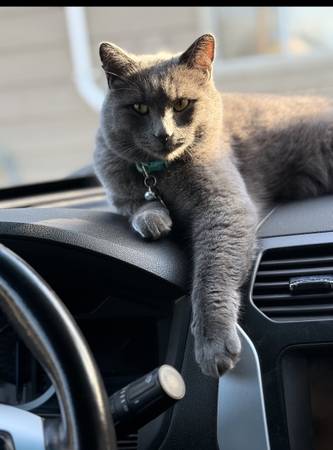 Lost Cat in Rapid City