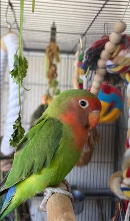 Lost bird
