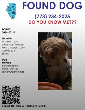 Found dog
