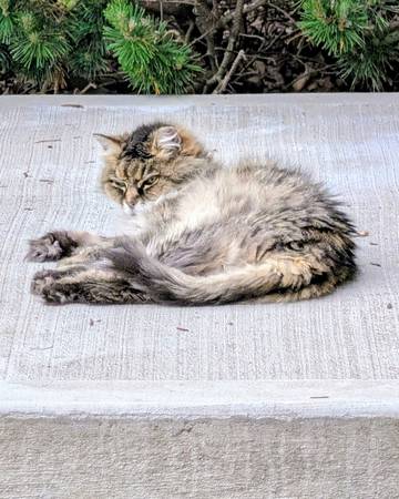 Lost cat