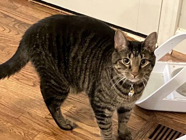 Lost Cat in Roswell