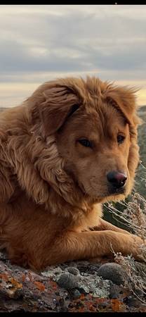 Lost dog