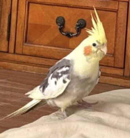 Lost bird