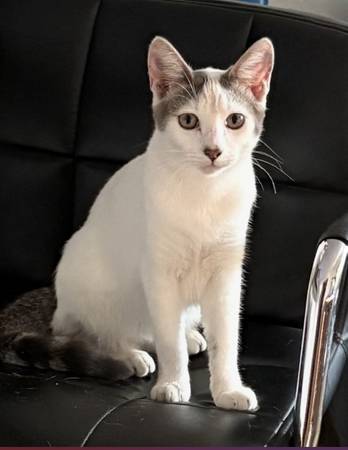 Lost cat