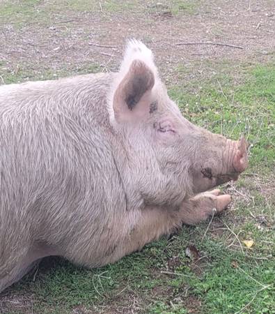 Found Livestock in Red Bluff