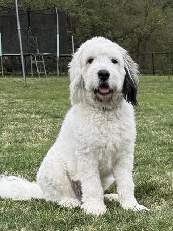 Lost dog