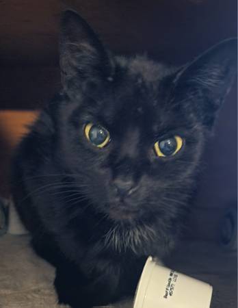 Lost Cat in Perry
