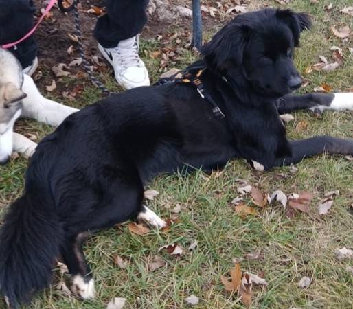 Lost dog