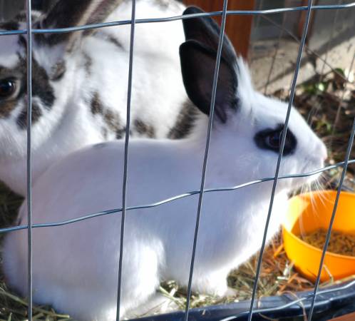 Lost Rabbit in Boise