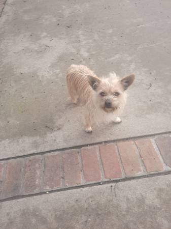 Found dog