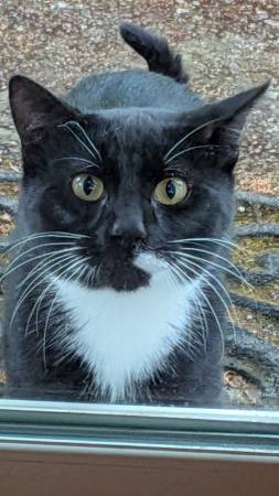 Found cat