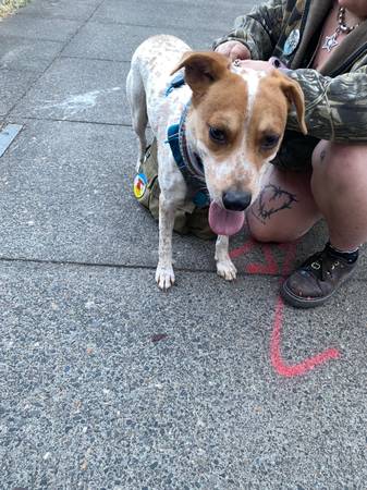Found dog