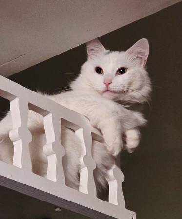Lost Cat in Pevely