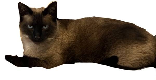 Lost cat