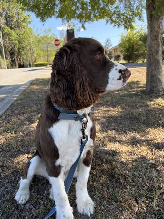 Lost Dog in Guyton