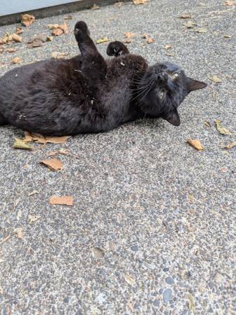 Found cat