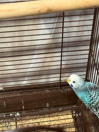 Lost budgie
