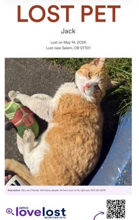 Lost cat