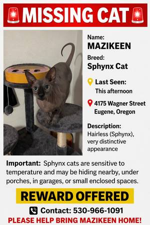Lost cat