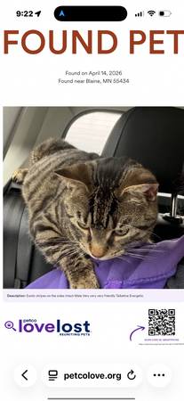 Found cat