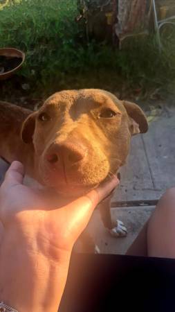 Found dog