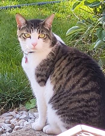 Lost cat