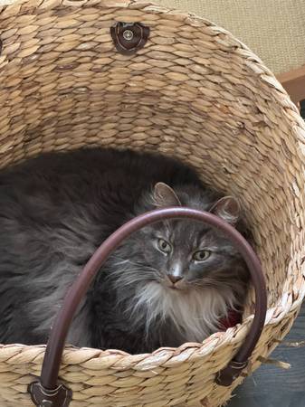 Lost cat