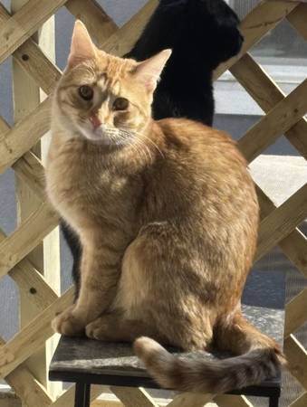 Lost cat