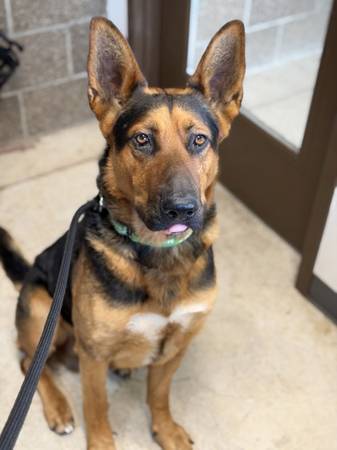 Found Dog in Alvadore