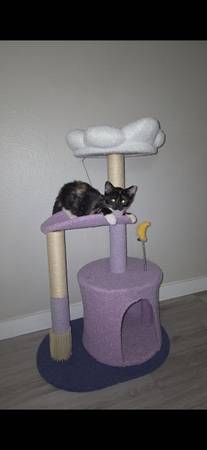 Lost cat